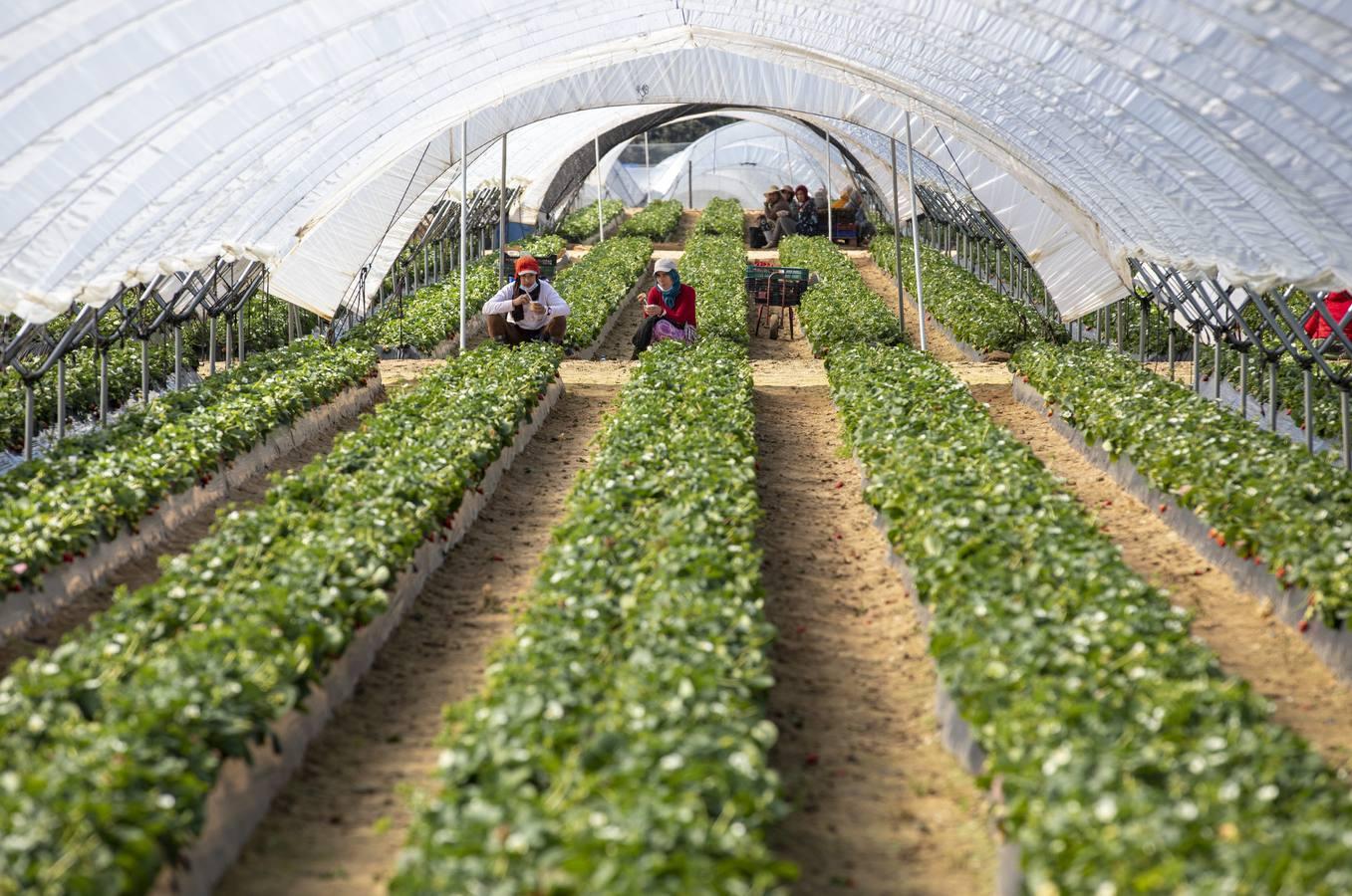 Campos de fresas: en busca de la fruta perfecta