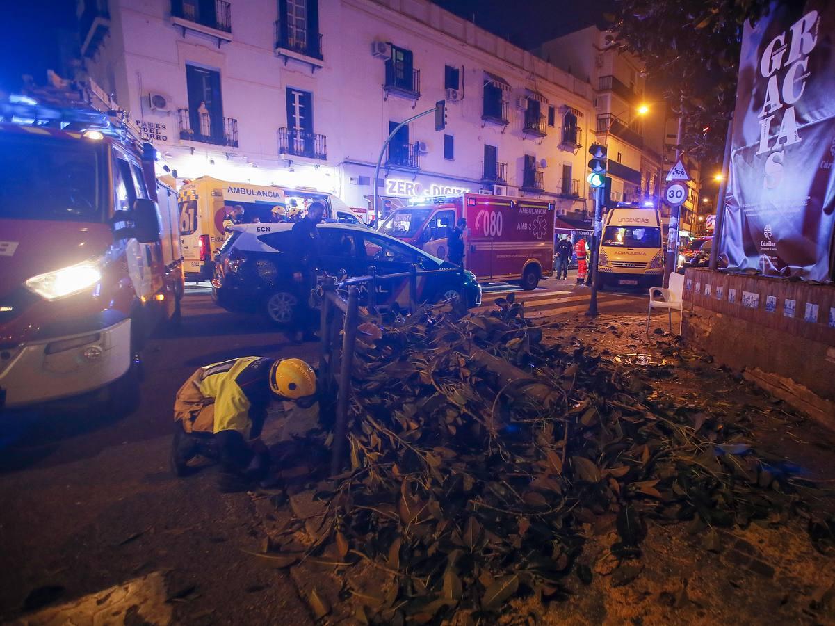 Tres mujeres hospitalizadas por la caída de una rama del ficus centenario de San Jacinto