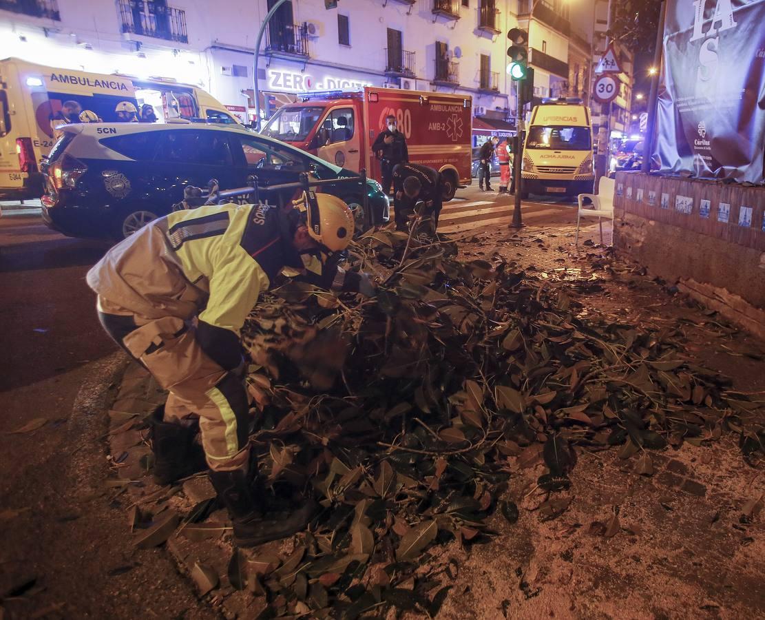 Tres mujeres hospitalizadas por la caída de una rama del ficus centenario de San Jacinto