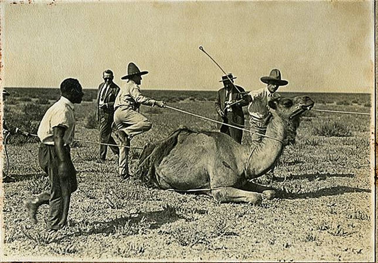 Fotogalería: El origen inglés de las Marismas de Sevilla