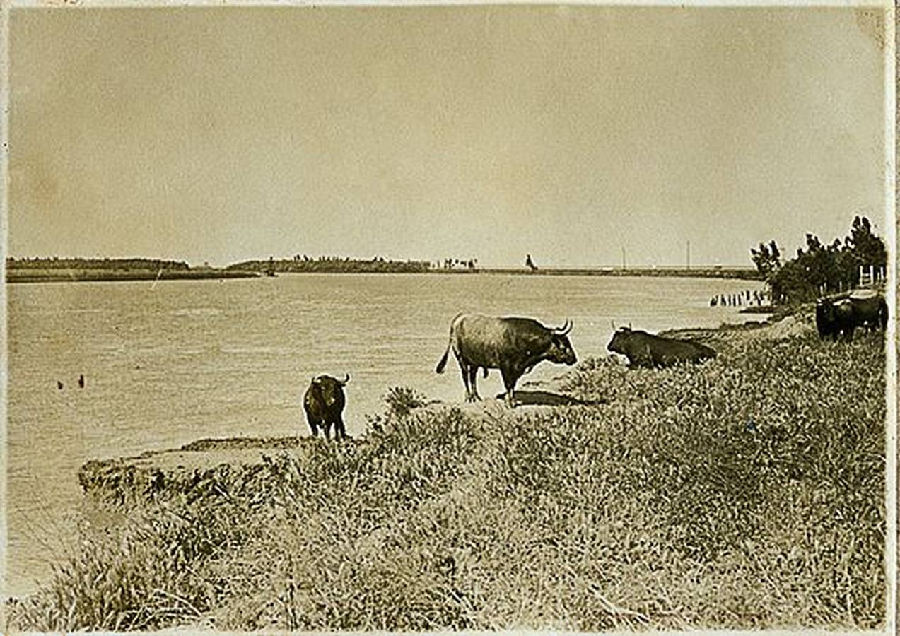 Fotogalería: El origen inglés de las Marismas de Sevilla