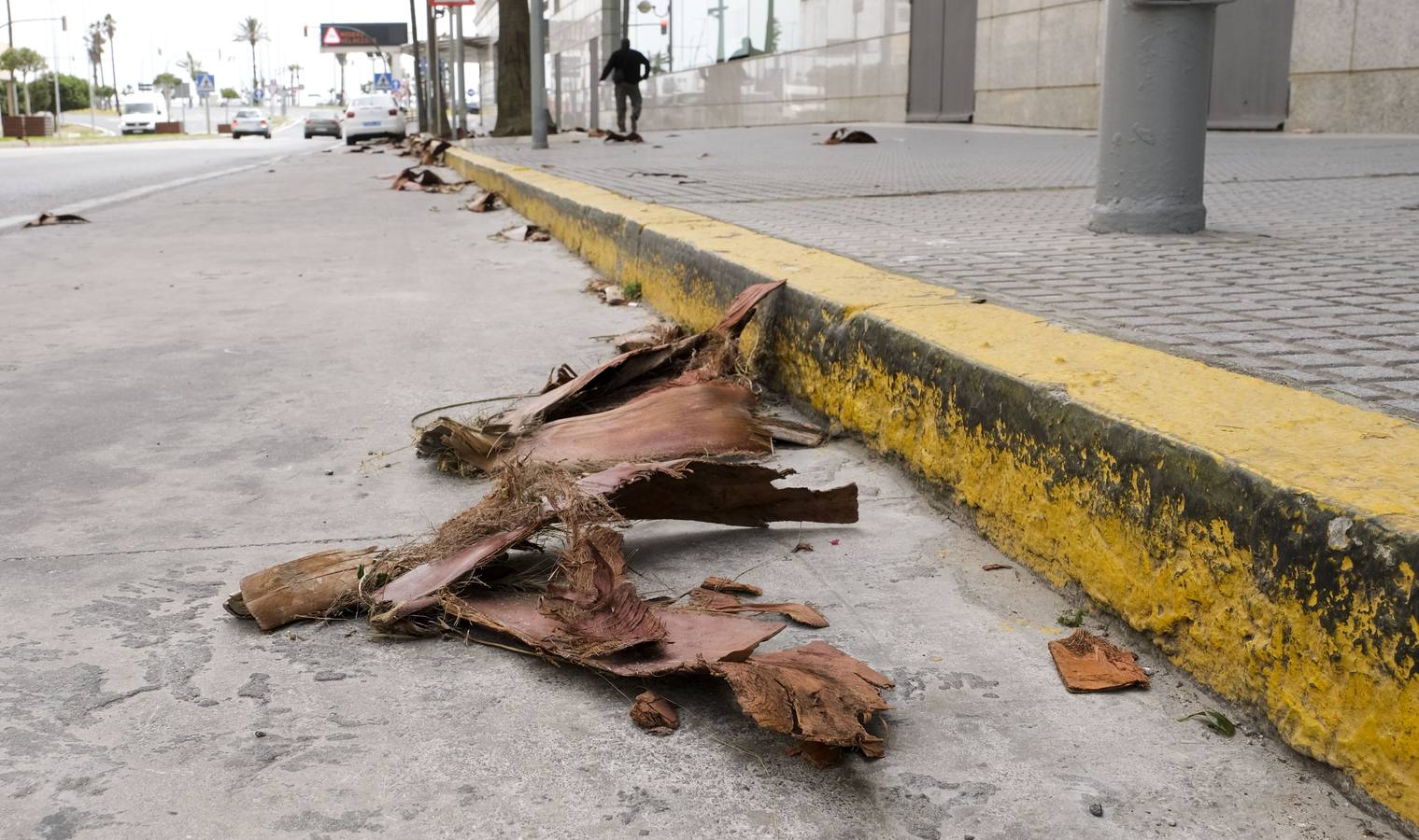 FOTOS: El temporal de Levante tira árboles y causa destrozos en Cádiz