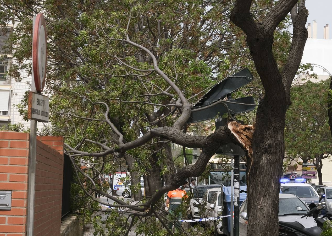 FOTOS: El temporal de Levante tira árboles y causa destrozos en Cádiz