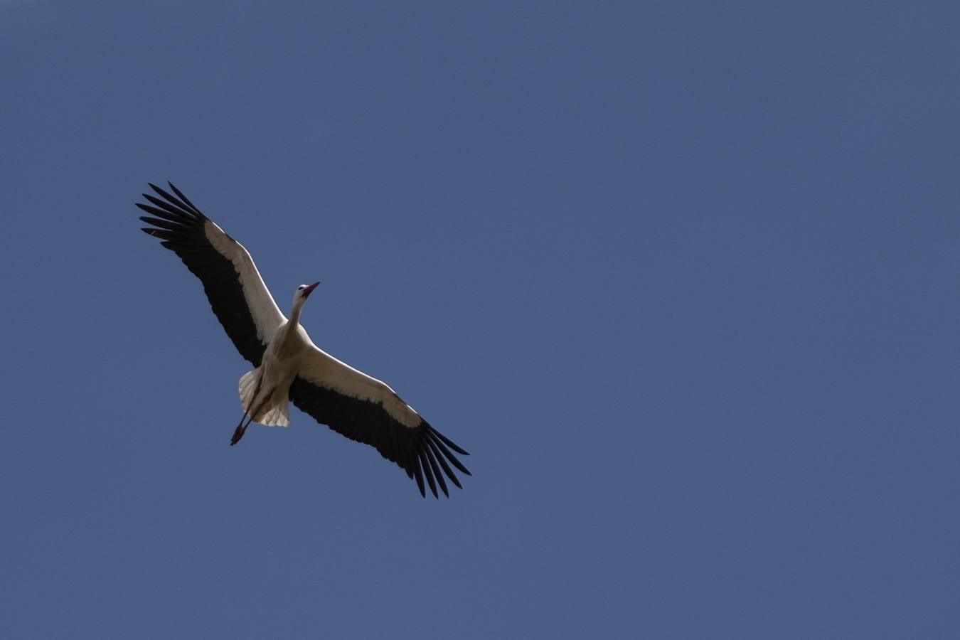 Las cigüeñas preparan sus nidos en Doñana