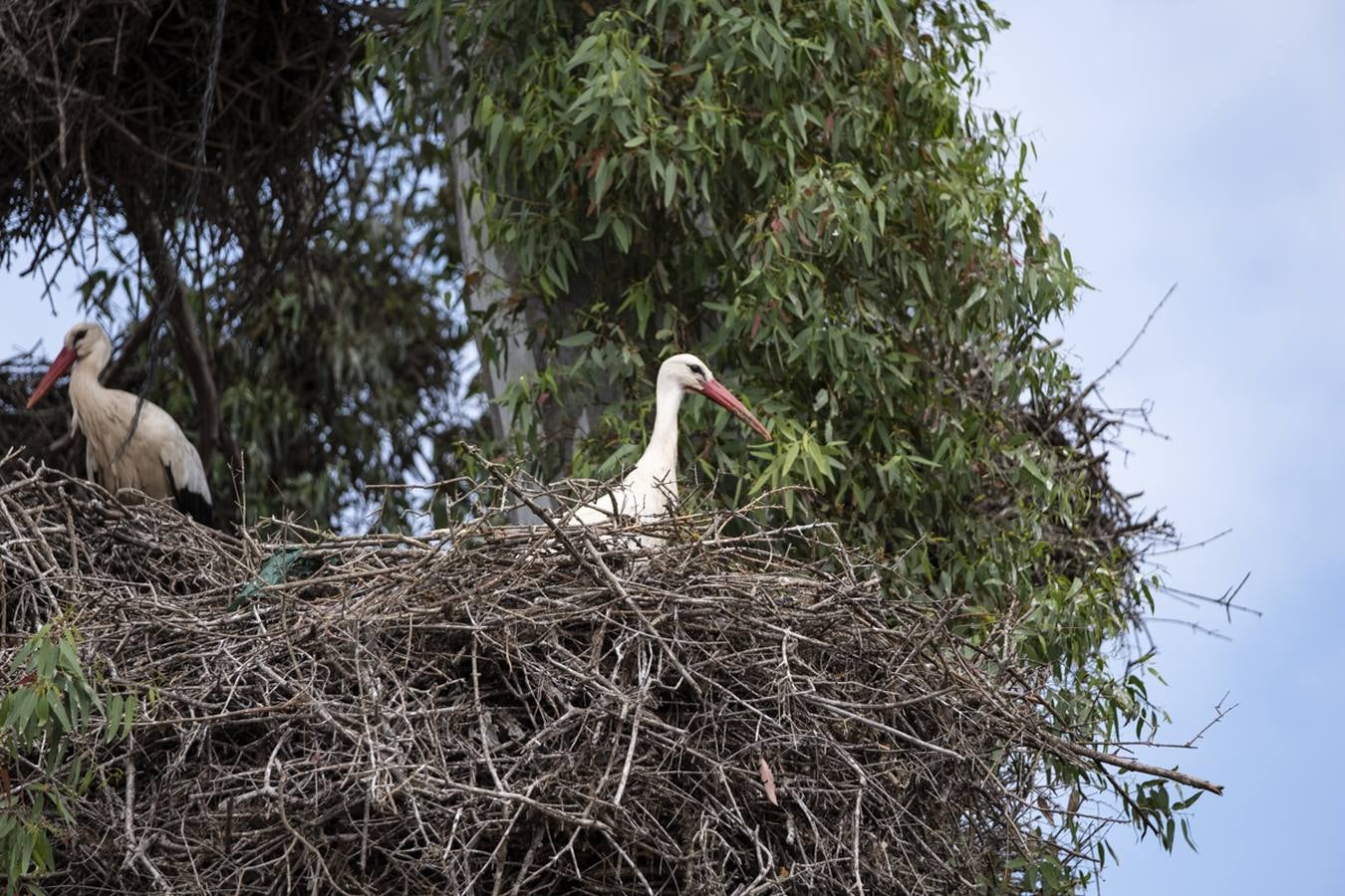 Las cigüeñas preparan sus nidos en Doñana