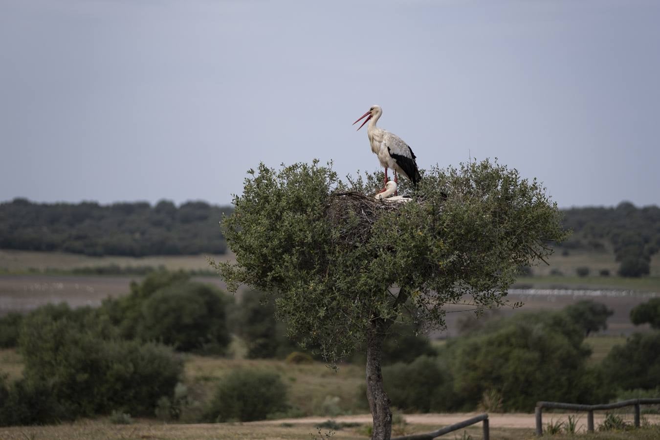 Las cigüeñas preparan sus nidos en Doñana