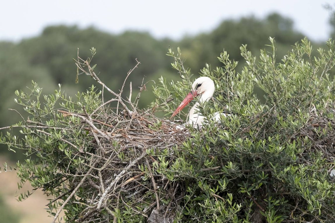 Las cigüeñas preparan sus nidos en Doñana