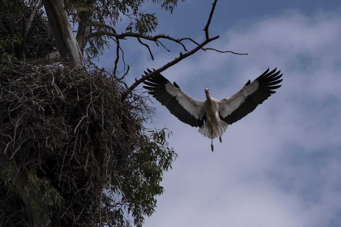 Las cigüeñas preparan sus nidos en Doñana