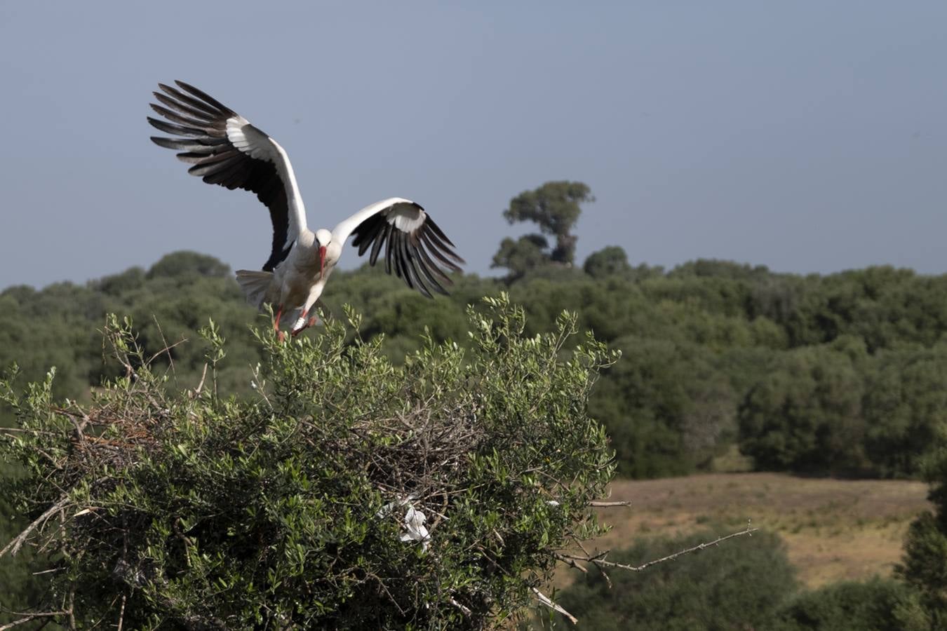 Las cigüeñas preparan sus nidos en Doñana