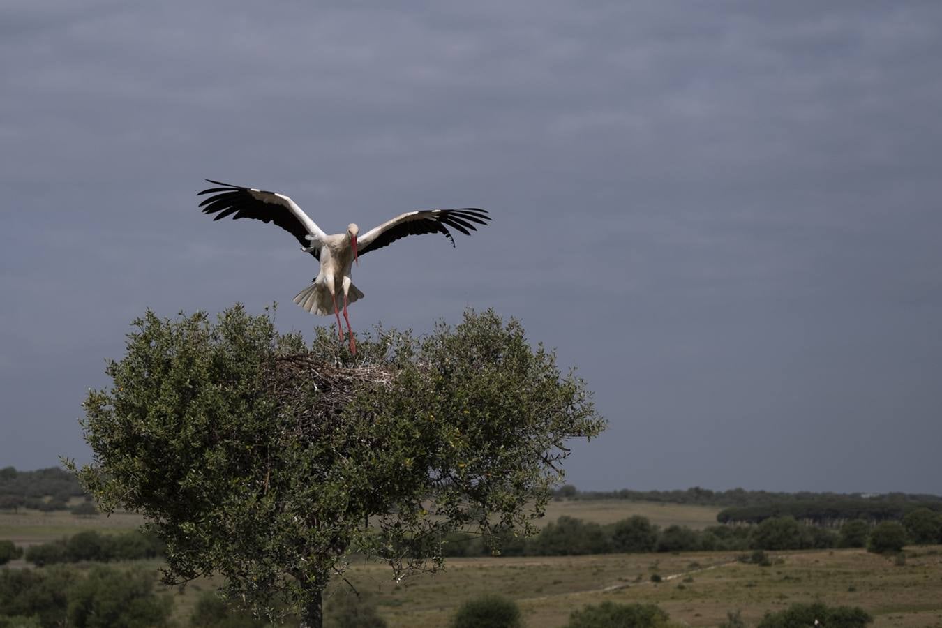 Las cigüeñas preparan sus nidos en Doñana