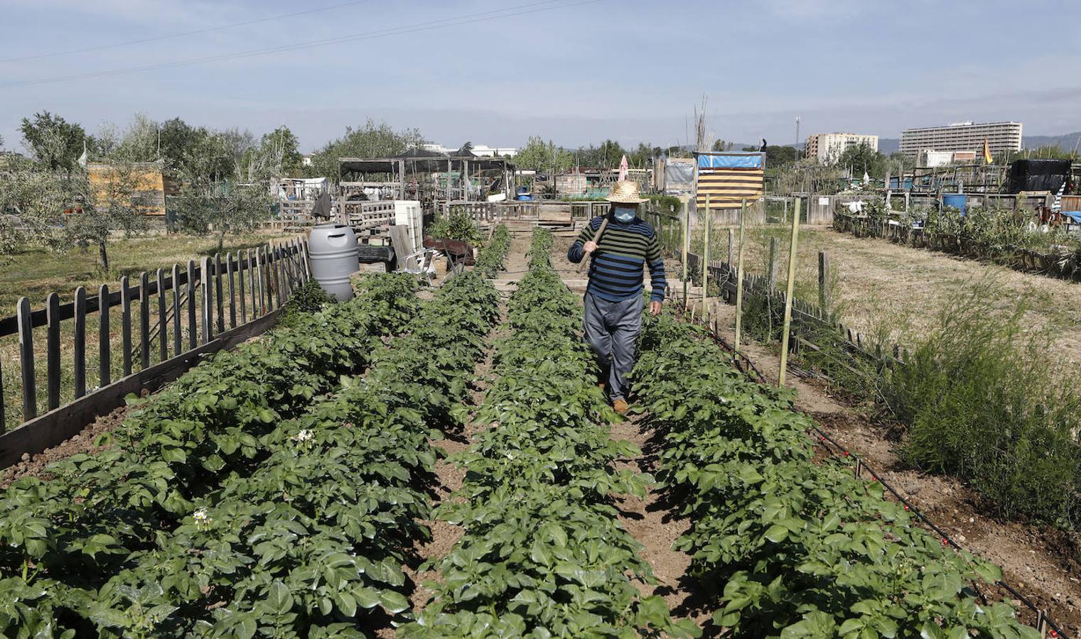 Los huertos urbanos de Córdoba, en imágenes