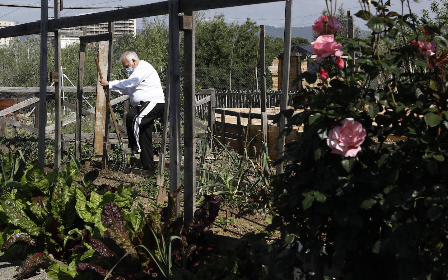 Los huertos urbanos de Córdoba, en imágenes