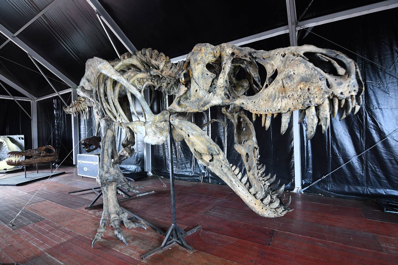 Dino Expo XXL en Sevilla