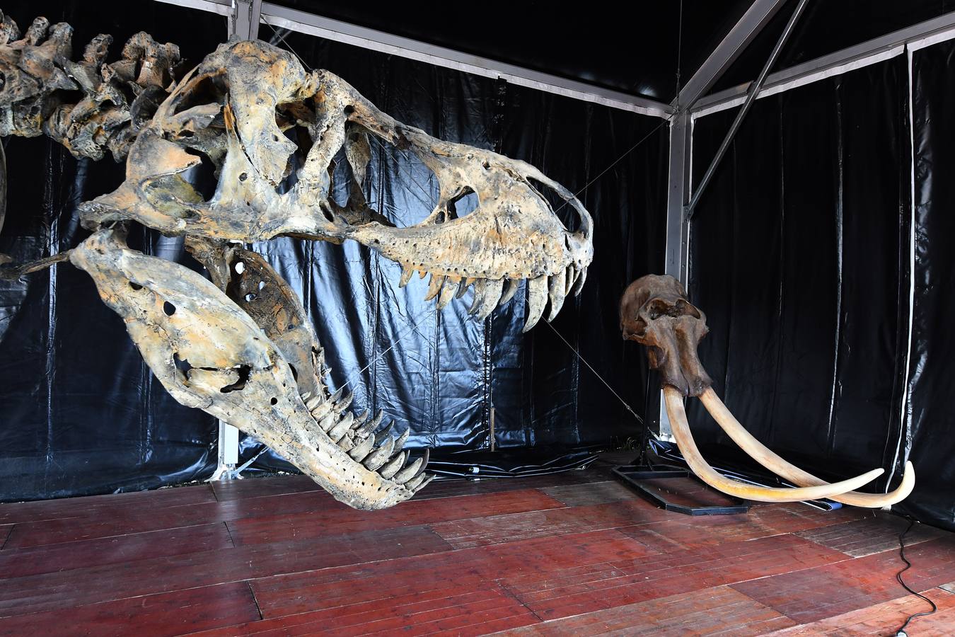 Dino Expo XXL en Sevilla