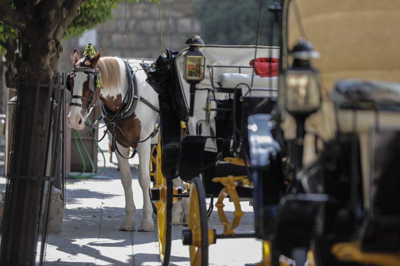 Los coches de caballos de Sevilla lanzan un SOS