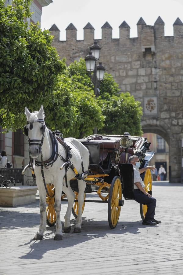 Los coches de caballos de Sevilla lanzan un SOS