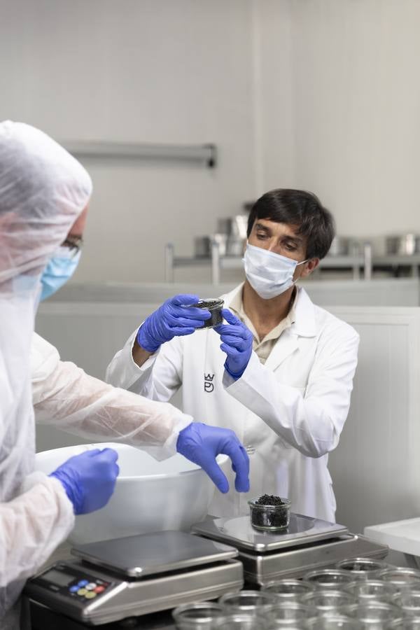 Distintas fases del proceso de elaboración del caviar de Río Frío