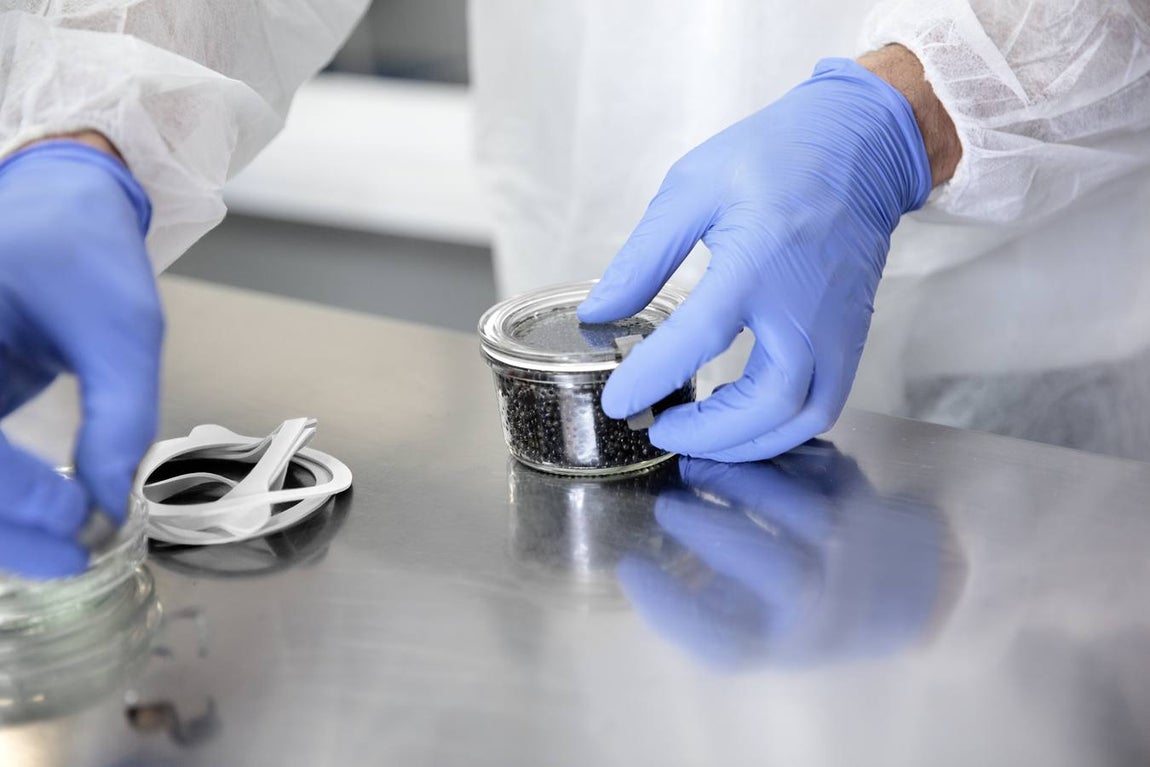 Distintas fases del proceso de elaboración del caviar de Río Frío