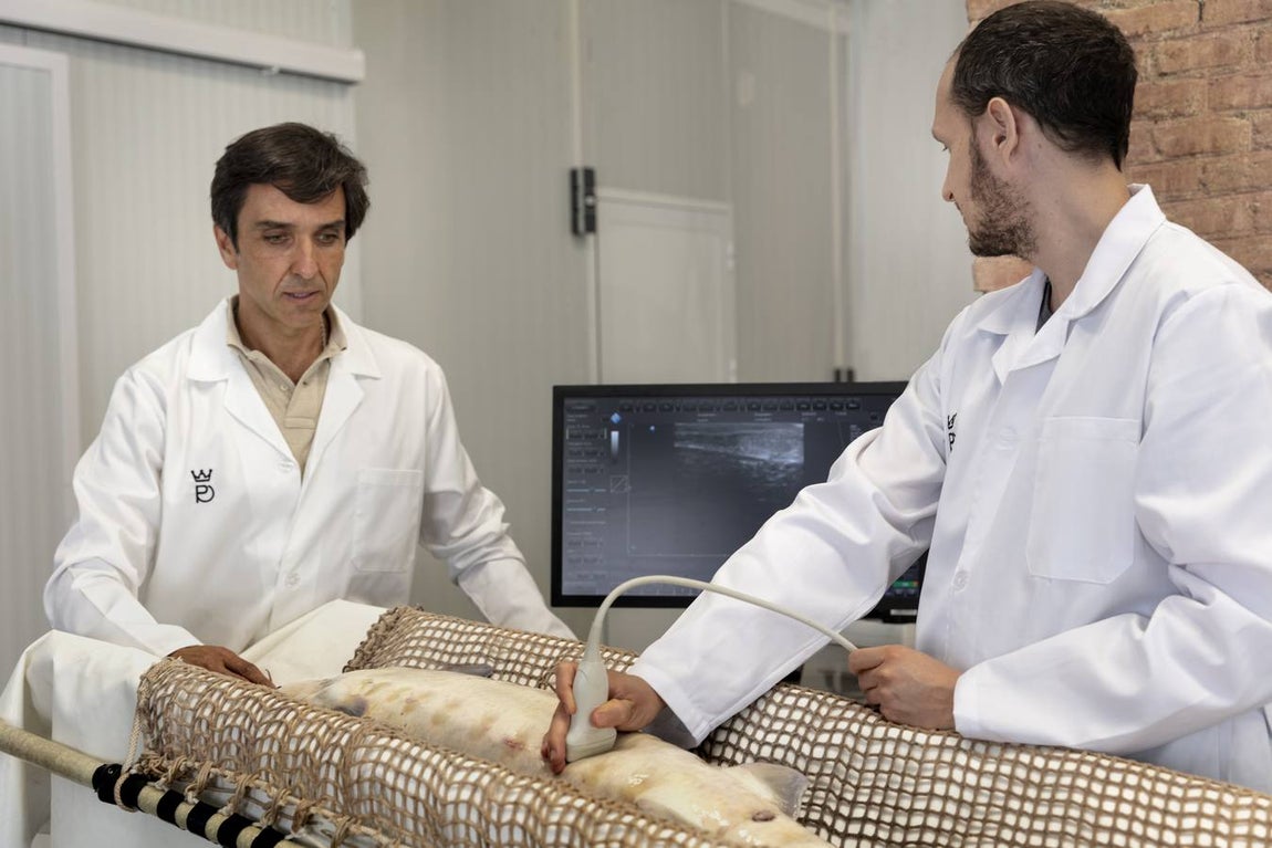 Distintas fases del proceso de elaboración del caviar de Río Frío