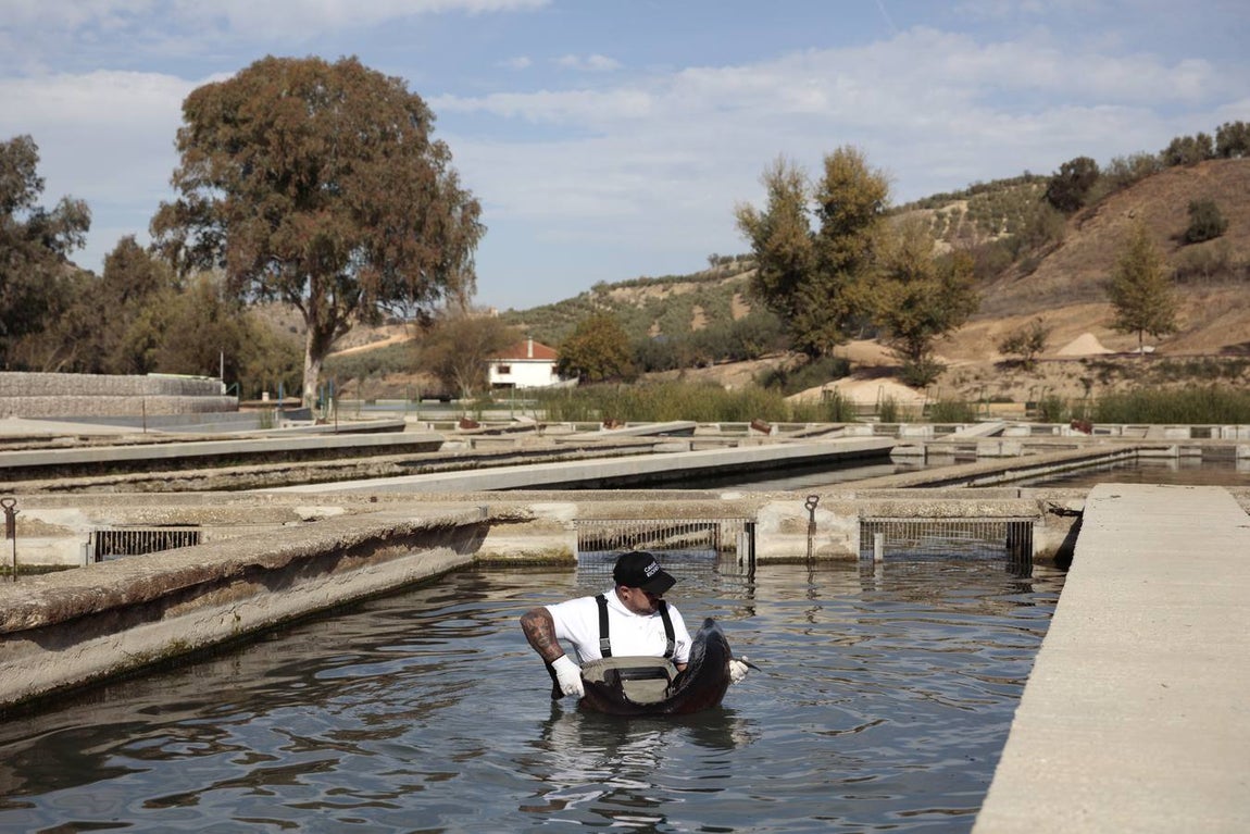 Distintas fases del proceso de elaboración del caviar de Río Frío