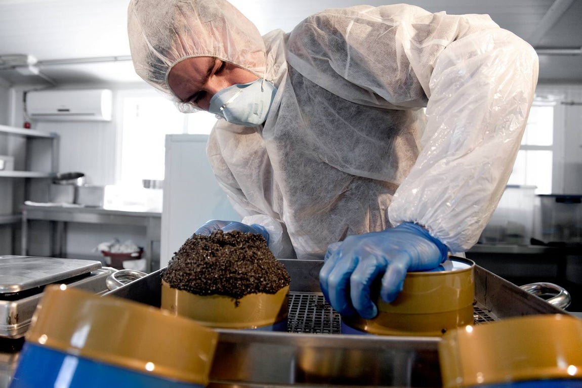 Distintas fases del proceso de elaboración del caviar de Río Frío