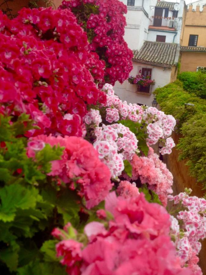 Balcones y rincones llenos de flores en el barrio de Santa Cruz