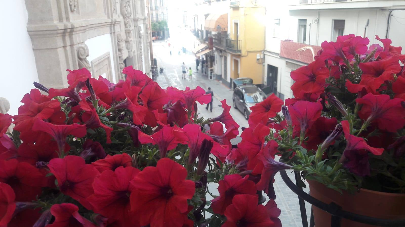 Balcones y rincones llenos de flores en el barrio de Santa Cruz