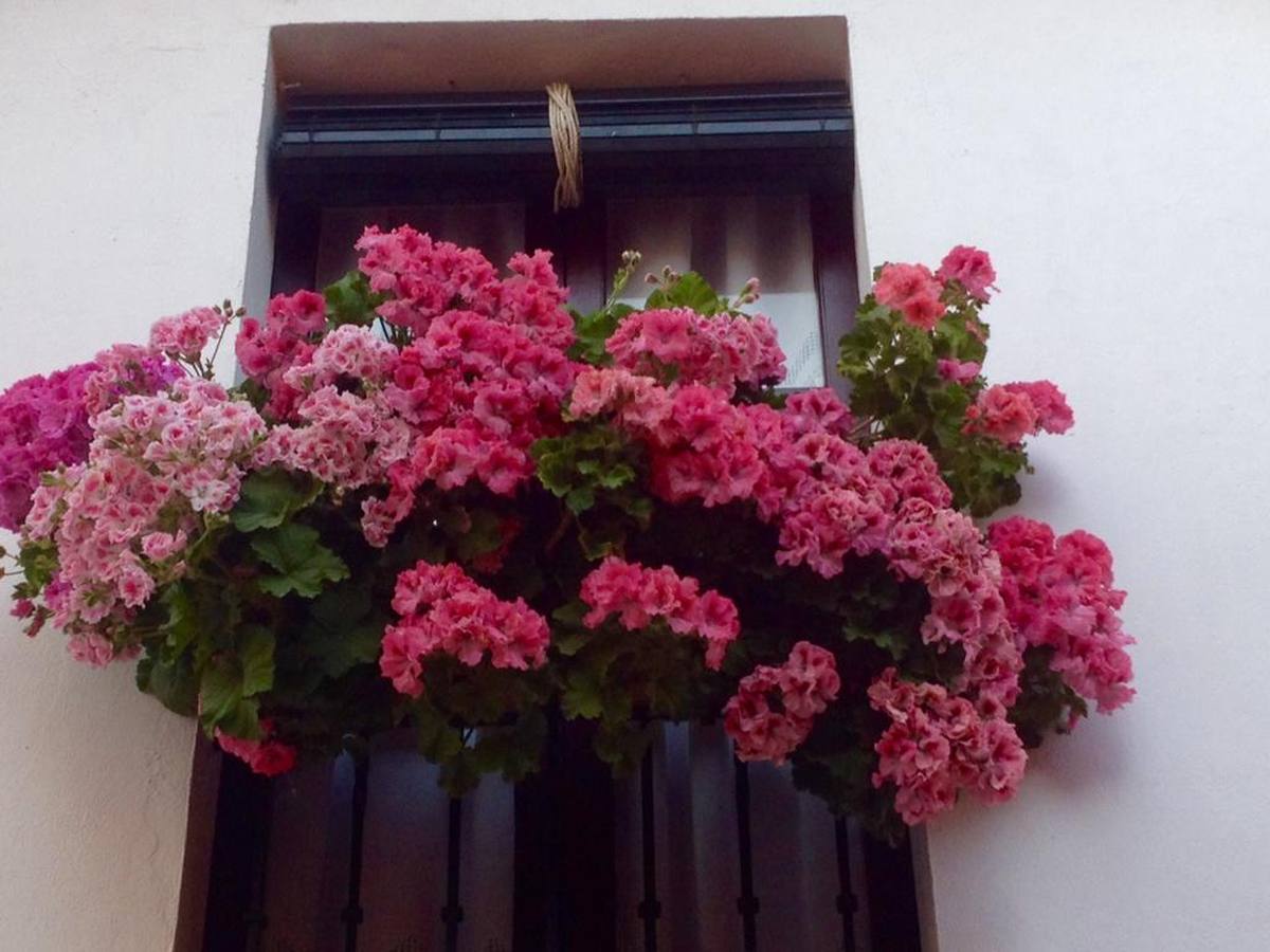 Balcones y rincones llenos de flores en el barrio de Santa Cruz