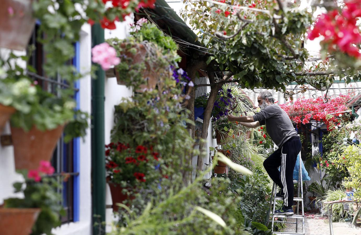 Los preparativos de los Patios de Córdoba, en imágenes