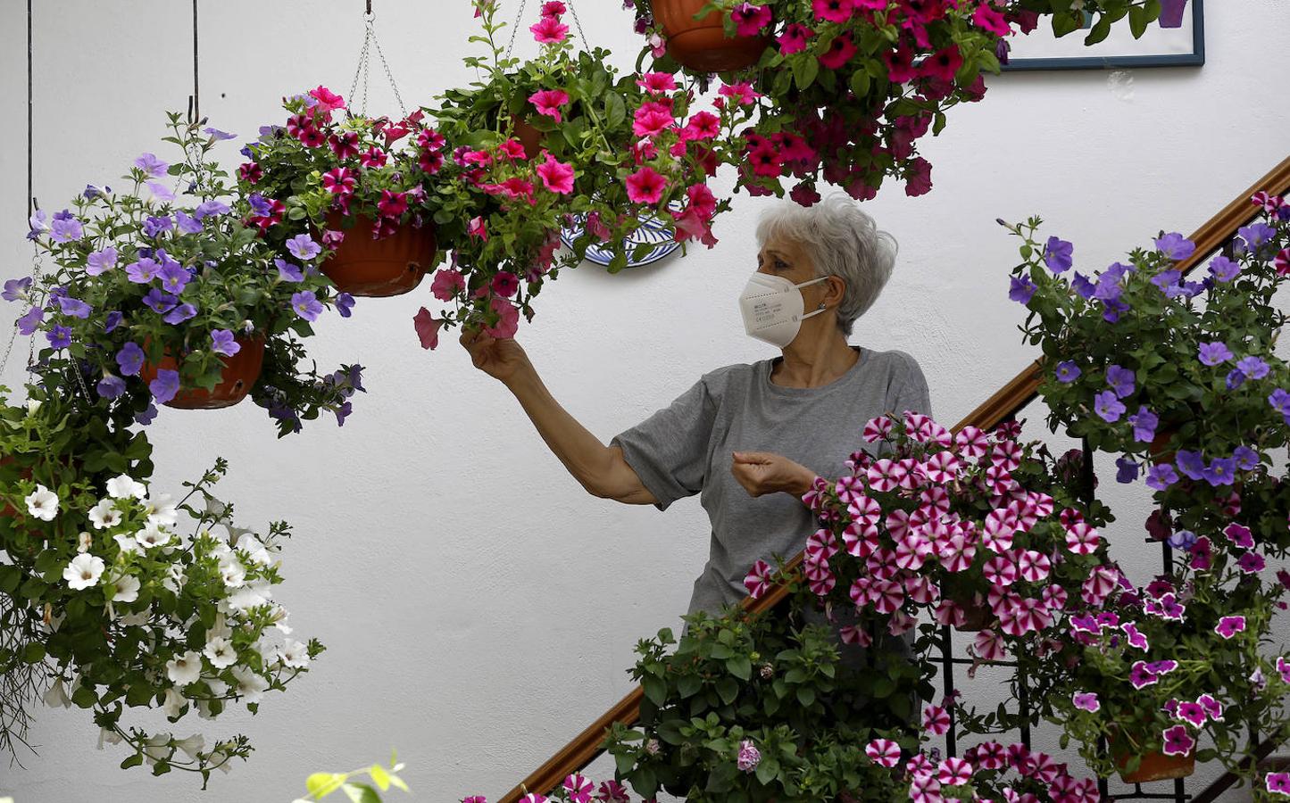 Los preparativos de los Patios de Córdoba, en imágenes