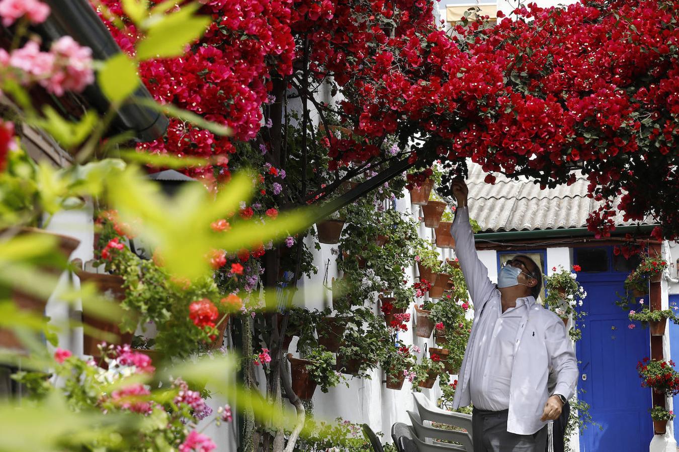 Los preparativos de los Patios de Córdoba, en imágenes