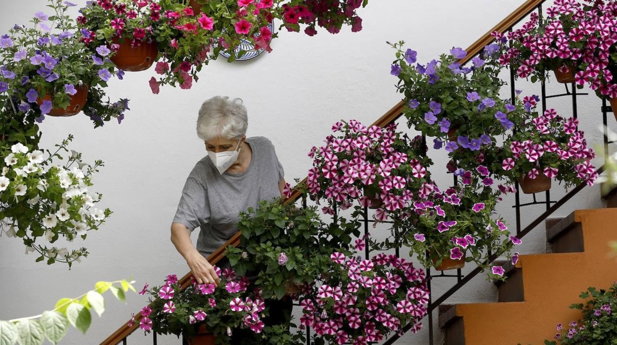 Los preparativos de los Patios de Córdoba, en imágenes