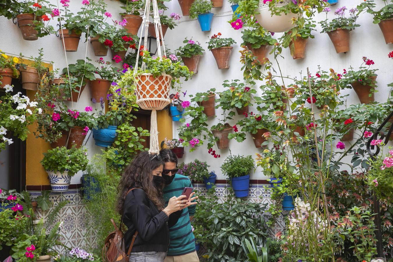 Los patios de San Lorenzo y San Agustín de Córdoba, en imágenes