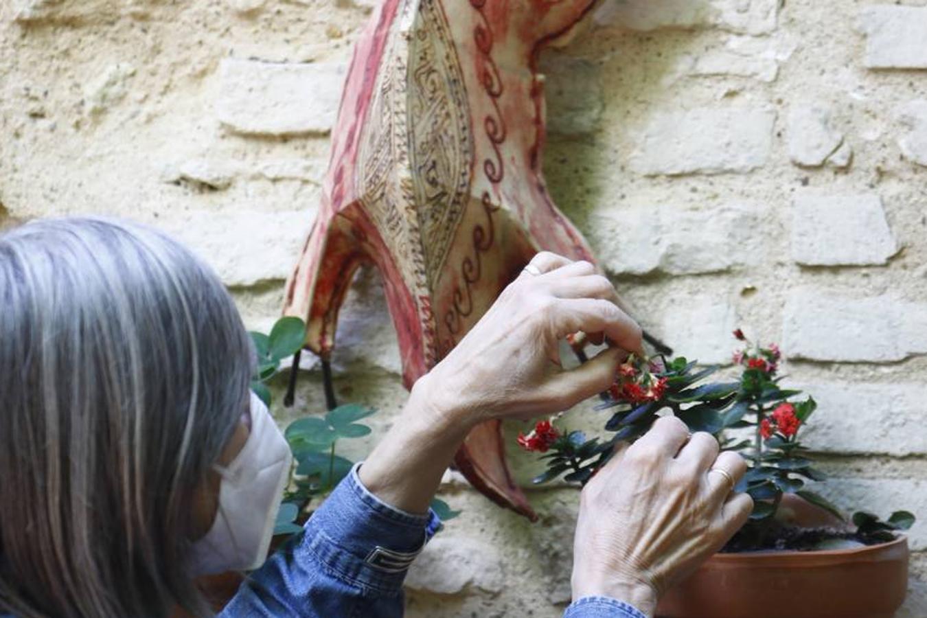 Los patios de la Judería de Córdoba, en imágenes