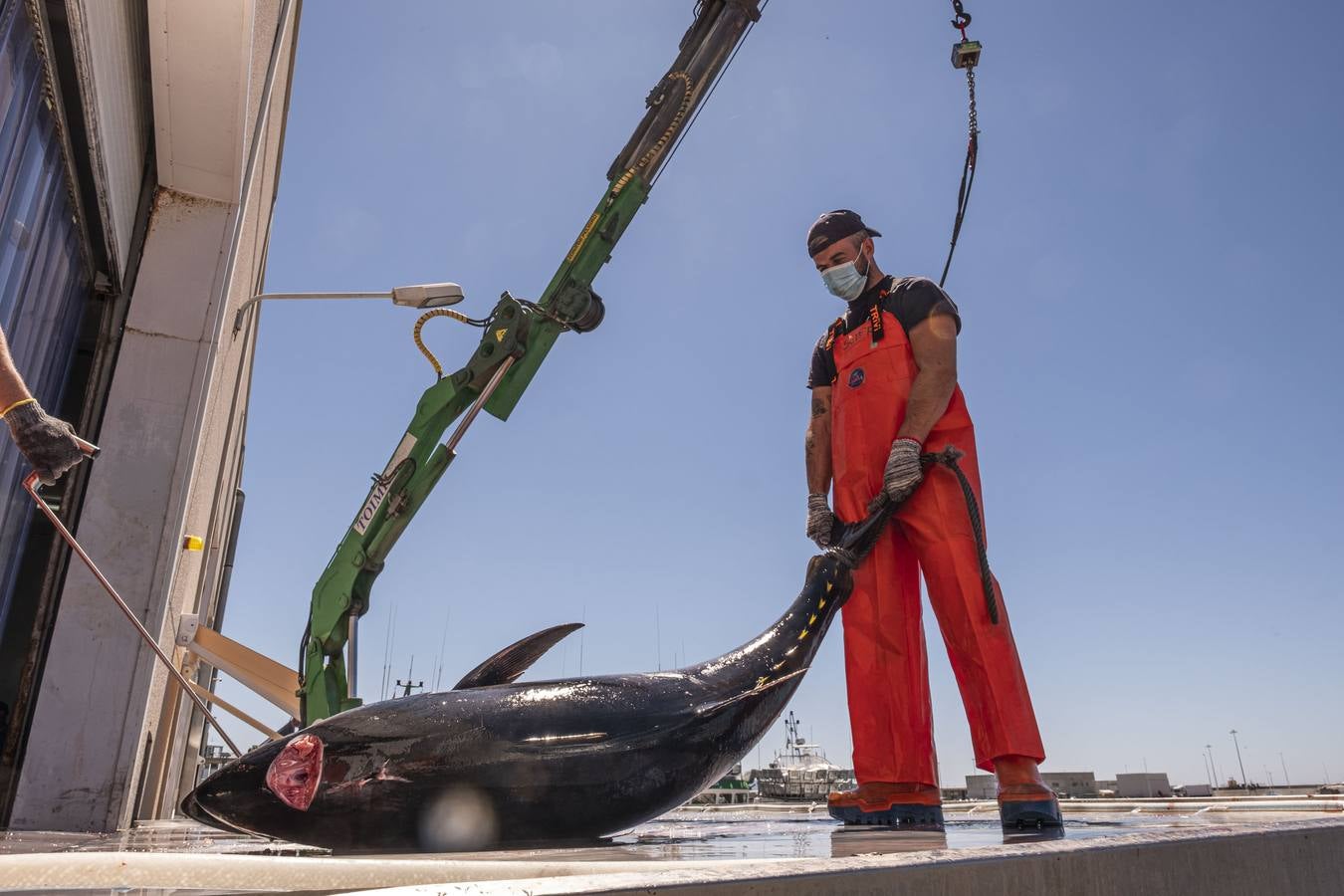 Artesanos del atún rojo salvaje en Cádiz