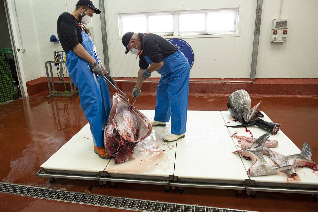 Artesanos del atún rojo salvaje en Cádiz