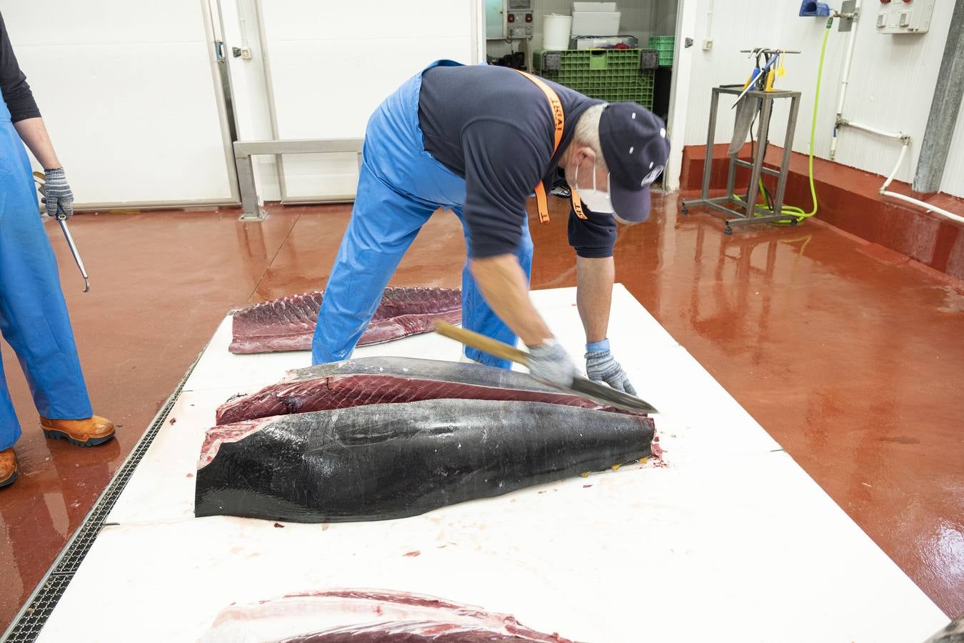 Artesanos del atún rojo salvaje en Cádiz