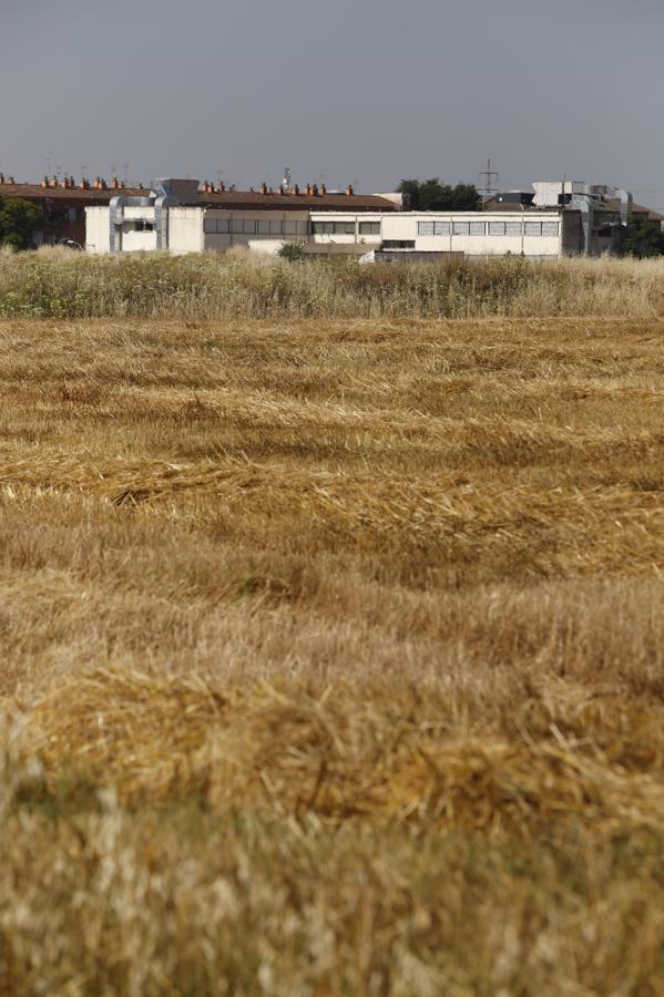 La Huerta de Santa Isabel Oeste de Córdoba, en imágenes