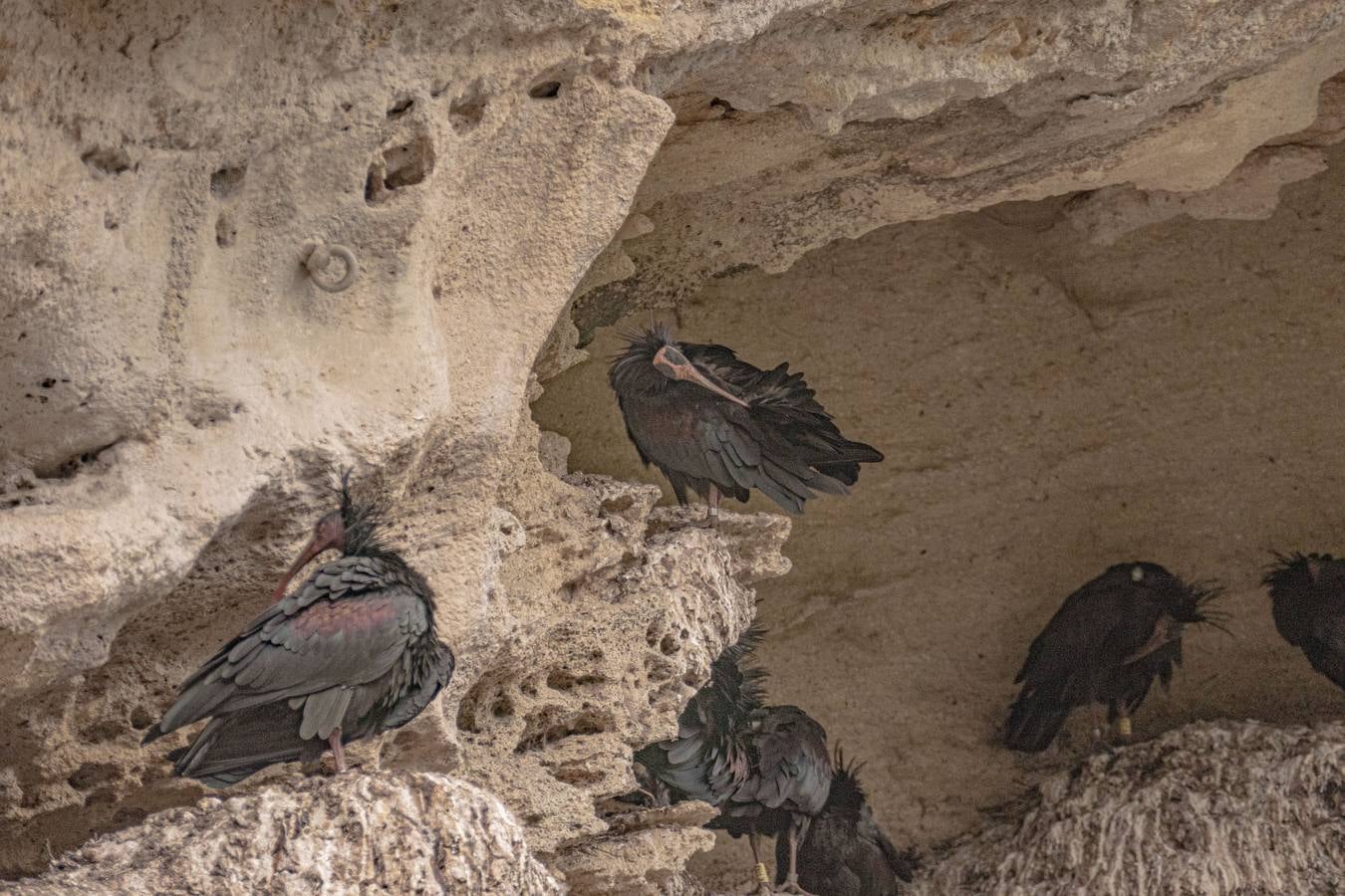 La única colonia europea salvaje de ibis eremitas vive en Vejer