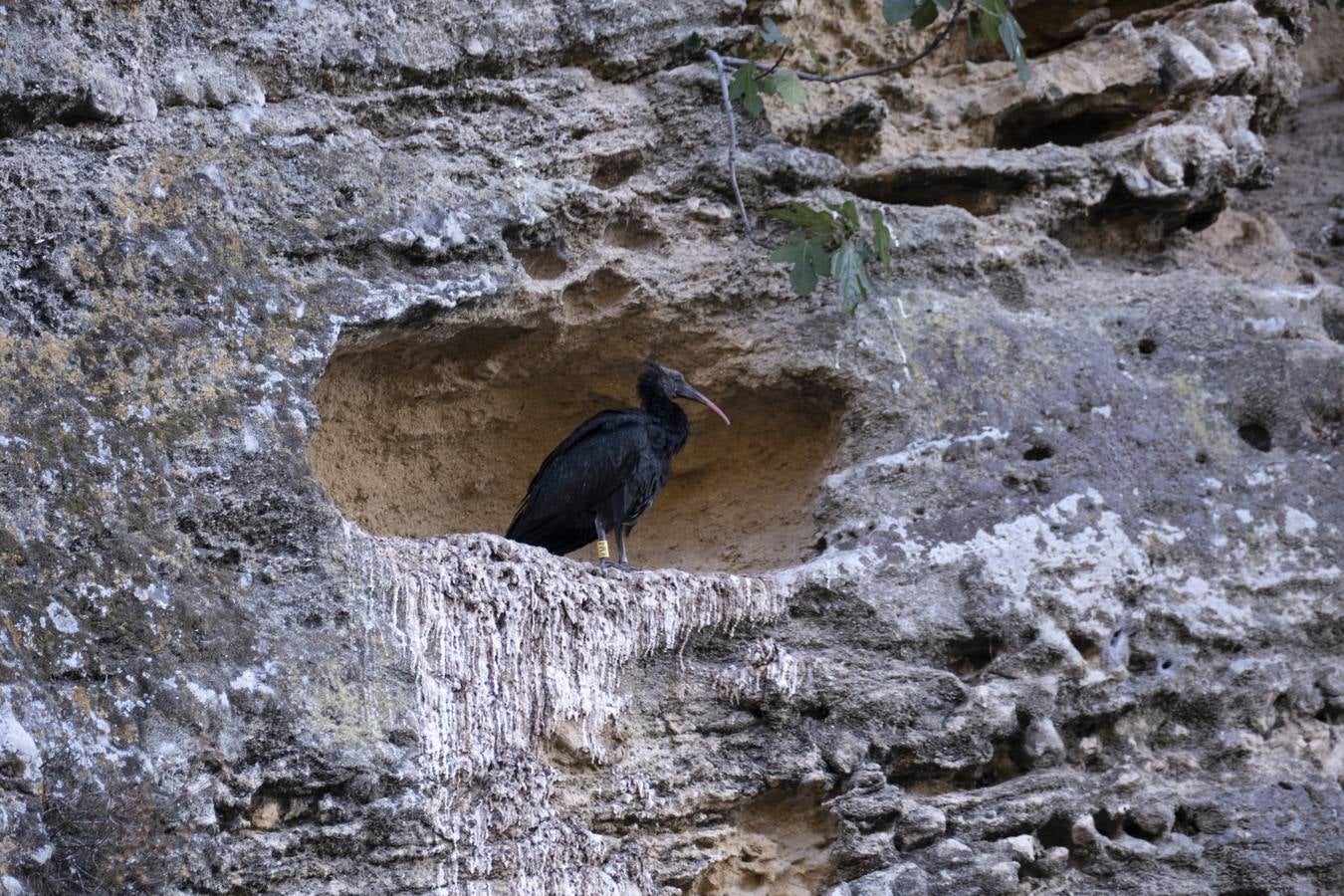 La única colonia europea salvaje de ibis eremitas vive en Vejer