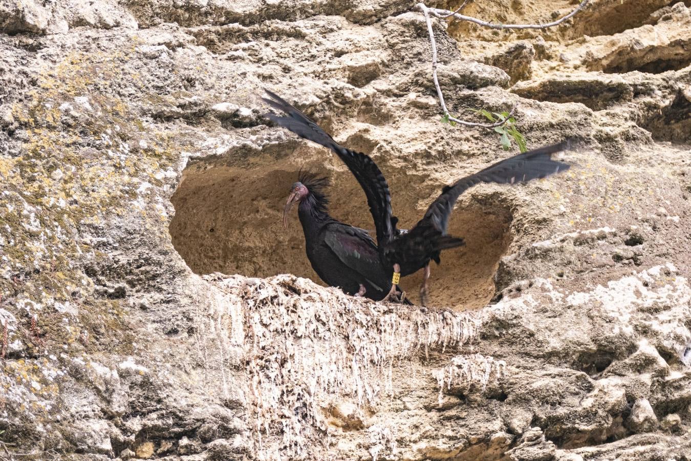 La única colonia europea salvaje de ibis eremitas vive en Vejer