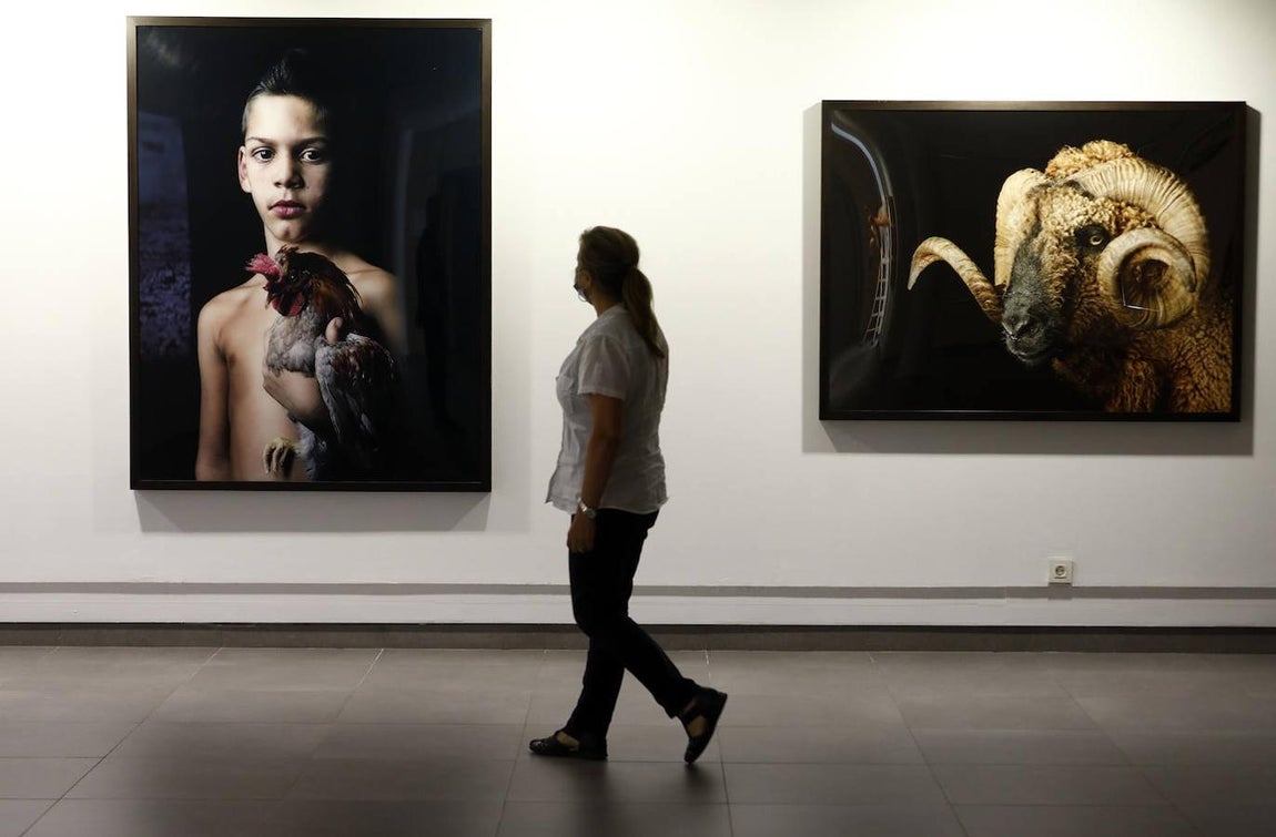 La exposición &#039;Animalario&#039;, en el centro Rafael Botí de Córdoba, en imágenes