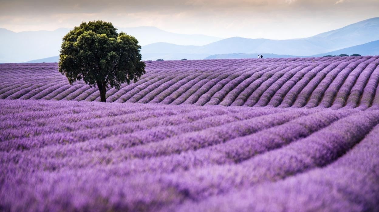 Así lucen en su máximo esplendor los campos de lavanda de Brihuega