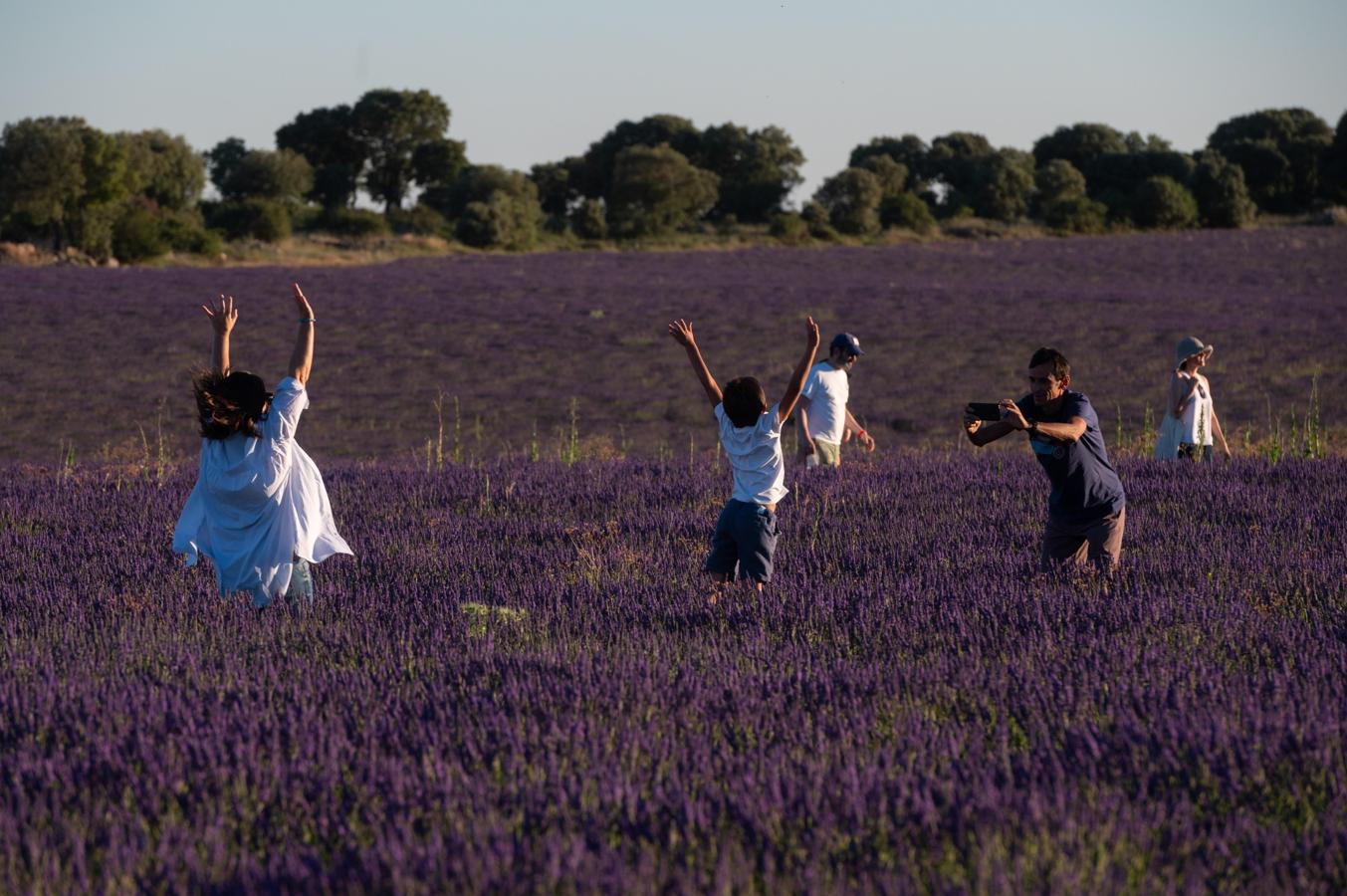 Turismo alrededor de la lavanda. Brihuega cuenta con una completa programación que incluye mercado, visitas guiadas a las destilerías, talleres o conciertos. Cerca de 25.000 turistas visitaron Brihuega por estas fechas en 2019.