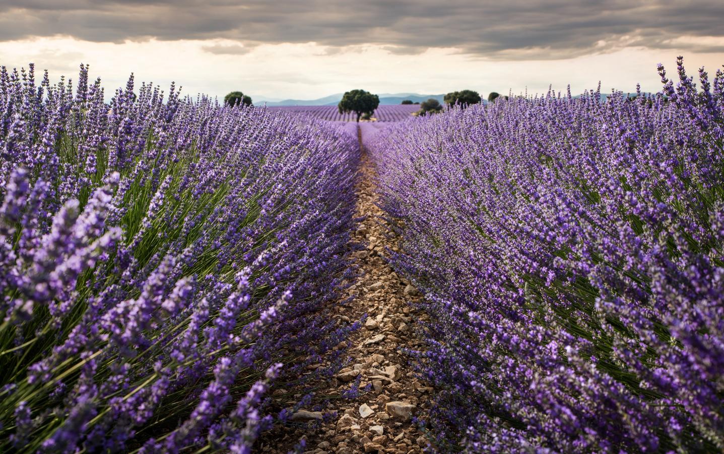 Una excursión cercana y sorprendente. Los campos se pueden visitar todos los días de la semana, evitando así las masificaciones del fin de semana. En 2021, el Festival de la Lavanda se ha suspendido por la situación sanitaria.