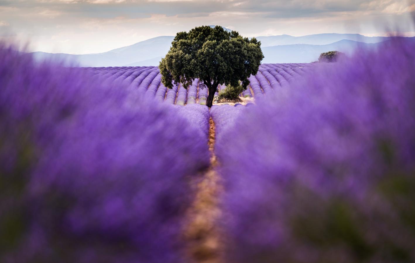 Esperando la cosecha. La siega de los campos suele comenzar a finales del mes de julio o a principios del mes de agosto, cuando la flor ya ha tomado un color grisáceo. Esta labor termina entre la segunda o tercera semana de agosto, despIdiendo así la temporada de la floración.