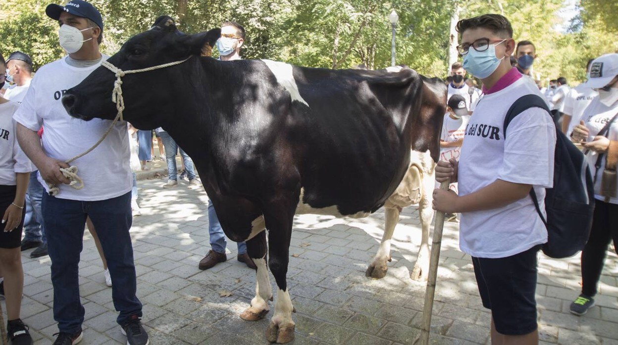 En imágenes: ganaderos exigen en Sevilla un precio justo para la leche