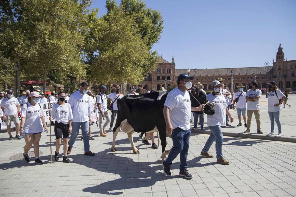 Los ganaderos no pueden soportar los costes de producción de la leche con los precios que le impone el mercado