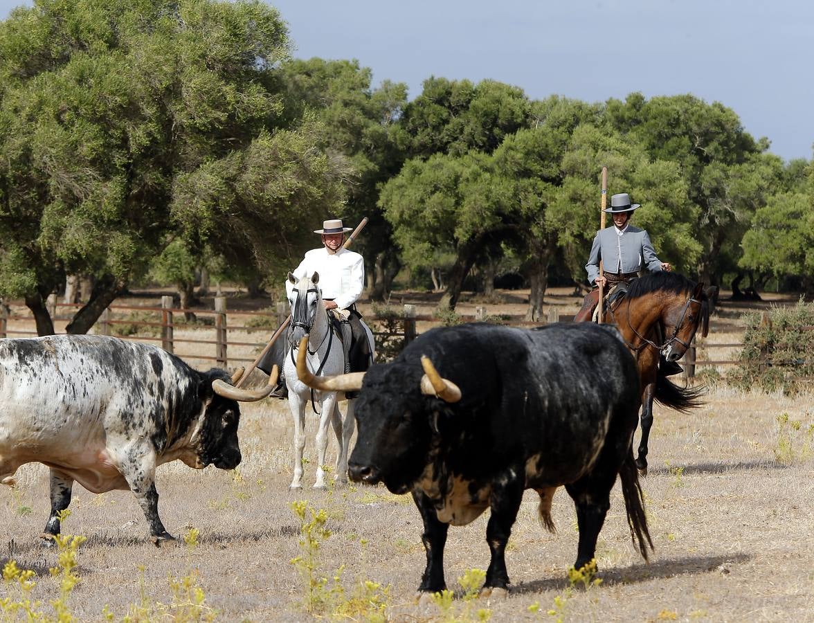 En imágenes: encuentro entre Morante y Domecq para ver los toros de Torrestrella en el campo