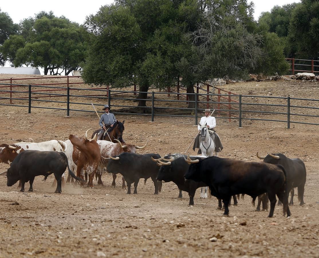 En imágenes: encuentro entre Morante y Domecq para ver los toros de Torrestrella en el campo